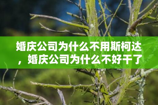 婚庆公司为什么不用斯柯达，婚庆公司为什么不好干了