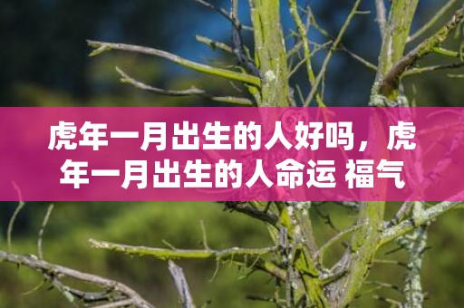 虎年一月出生的人好吗，虎年一月出生的人命运 福气受用终身