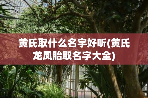 黄氏取什么名字好听(黄氏龙凤胎取名字大全)
