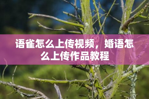 语雀怎么上传视频，婚语怎么上传作品教程