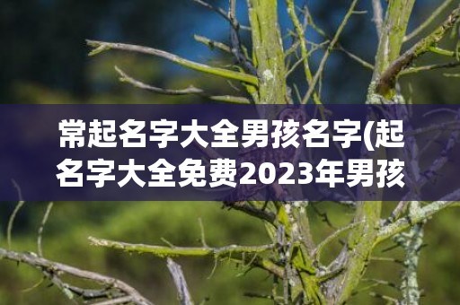 常起名字大全男孩名字(起名字大全免费2023年男孩)