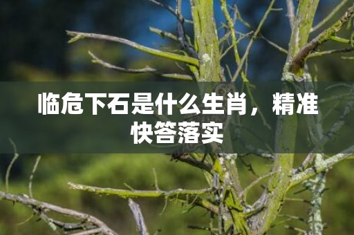 临危下石是什么生肖，精准快答落实