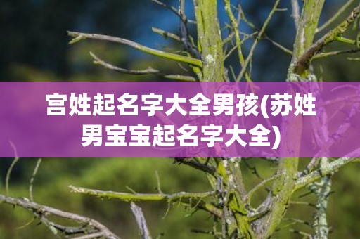 宫姓起名字大全男孩(苏姓男宝宝起名字大全)