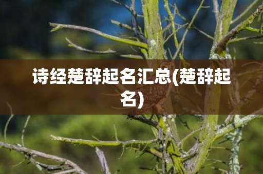 诗经楚辞起名汇总(楚辞起名)
