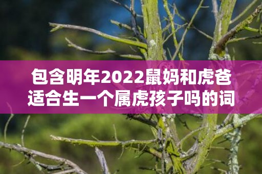 包含明年2022鼠妈和虎爸适合生一个属虎孩子吗的词条
