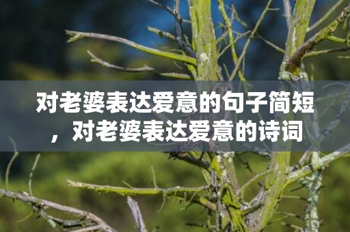 对老婆表达爱意的句子简短，对老婆表达爱意的诗词