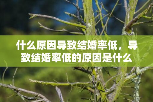 什么原因导致结婚率低，导致结婚率低的原因是什么