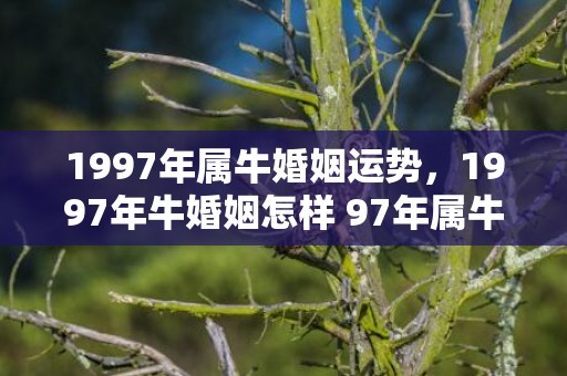 1997年属牛婚姻运势，1997年牛婚姻怎样 97年属牛人注定的婚姻运势如何