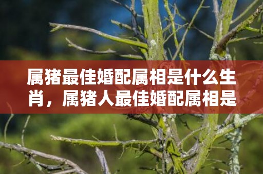 属猪最佳婚配属相是什么生肖，属猪人最佳婚配属相是