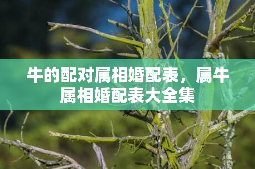 牛的配对属相婚配表，属牛属相婚配表大全集