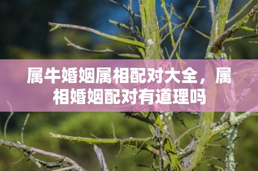 属牛婚姻属相配对大全，属相婚姻配对有道理吗