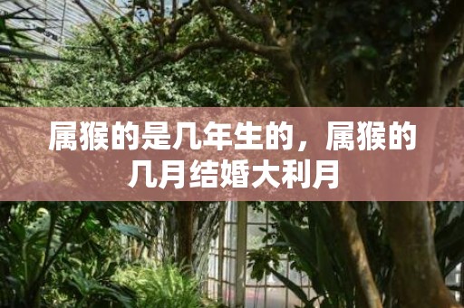 属猴的是几年生的，属猴的几月结婚大利月