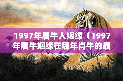 1997年属牛人姻缘（1997年属牛姻缘在哪年肖牛的最佳配偶）