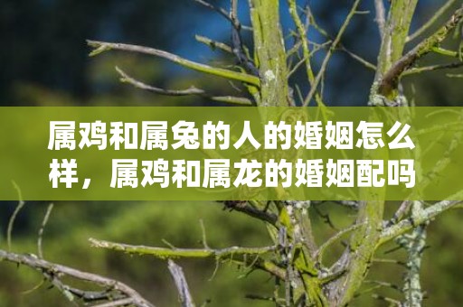 属鸡和属兔的人的婚姻怎么样，属鸡和属龙的婚姻配吗