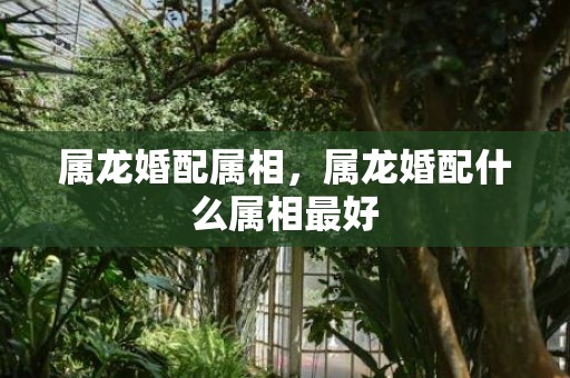属龙婚配属相，属龙婚配什么属相最好