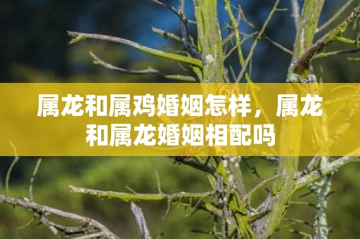 属龙和属鸡婚姻怎样，属龙和属龙婚姻相配吗