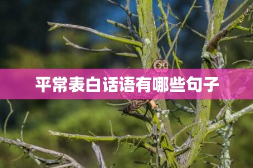 平常表白话语有哪些句子