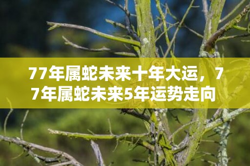 77年属蛇未来十年大运，77年属蛇未来5年运势走向 属蛇人的身体很好