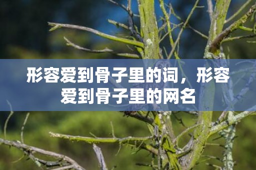 形容爱到骨子里的词，形容爱到骨子里的网名