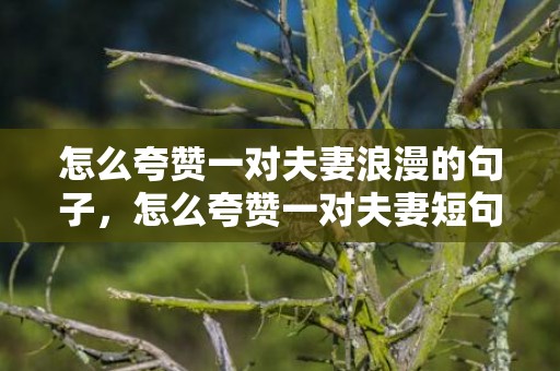 怎么夸赞一对夫妻浪漫的句子，怎么夸赞一对夫妻短句