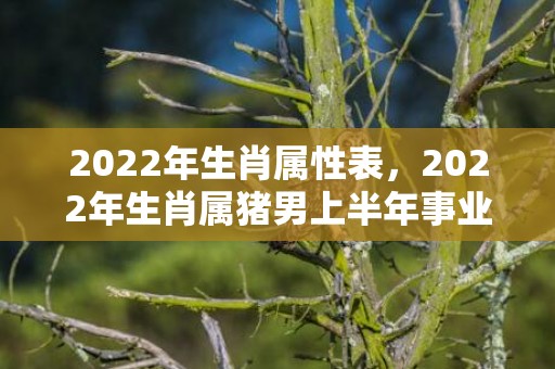 2022年生肖属性表，2022年生肖属猪男上半年事业运势 事业财运迎来转机