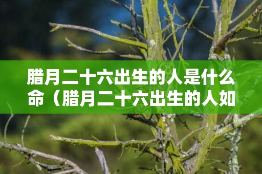 腊月二十六出生的人是什么命（腊月二十六出生的人如何腊月二十六出生的人好吗）