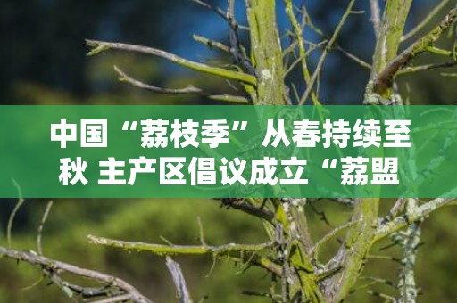 中国“荔枝季”从春持续至秋 主产区倡议成立“荔盟”