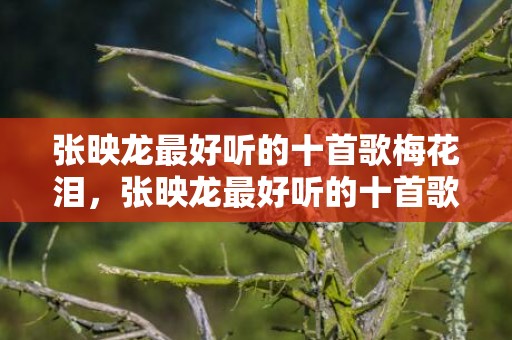 张映龙最好听的十首歌梅花泪，张映龙最好听的十首歌