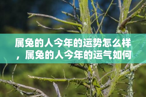 属兔的人今年的运势怎么样，属兔的人今年的运气如何 正财吉星照耀
