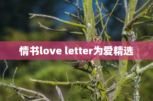 情书love letter为爱精选