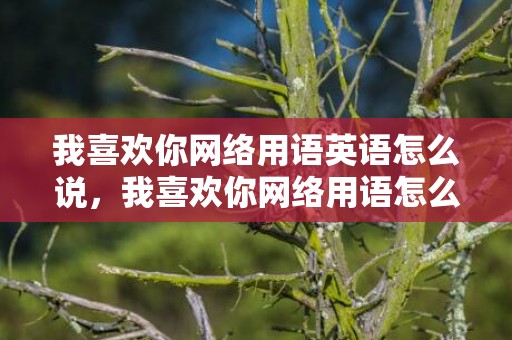 我喜欢你网络用语英语怎么说，我喜欢你网络用语怎么说