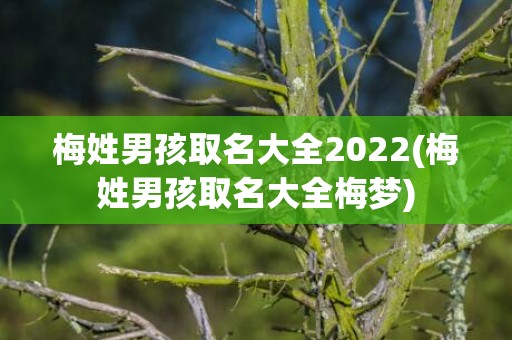 梅姓男孩取名大全2022(梅姓男孩取名大全梅梦)