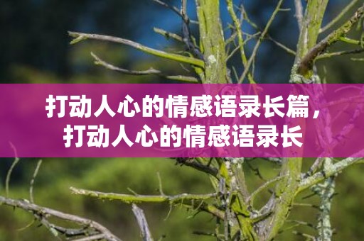 打动人心的情感语录长篇，打动人心的情感语录长