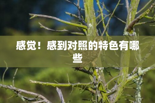 感觉！感到对照的特色有哪些