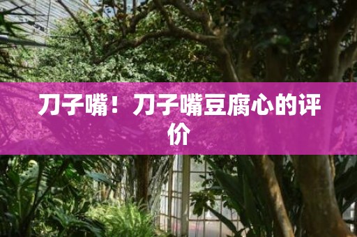 刀子嘴！刀子嘴豆腐心的评价