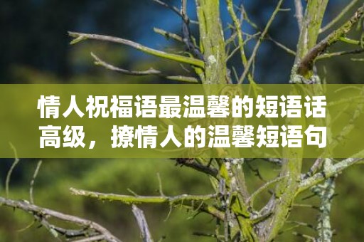 情人祝福语最温馨的短语话高级，撩情人的温馨短语句子