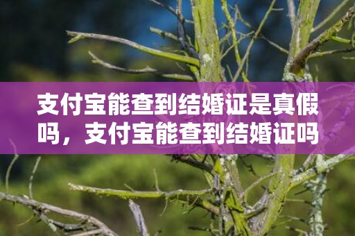 支付宝能查到结婚证是真假吗，支付宝能查到结婚证吗