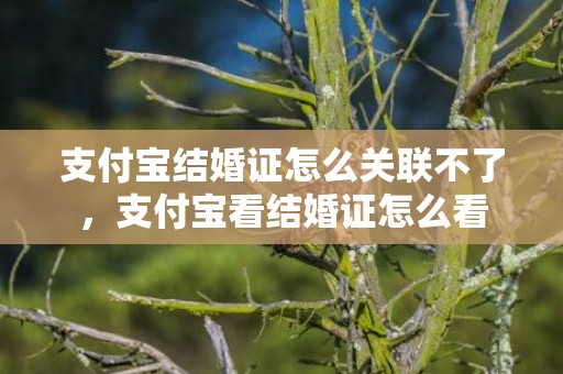 支付宝结婚证怎么关联不了，支付宝看结婚证怎么看