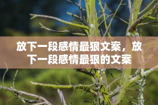 放下一段感情最狠文案，放下一段感情最狠的文案