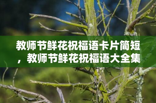 教师节鲜花祝福语卡片简短，教师节鲜花祝福语大全集