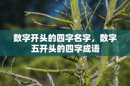 数字开头的四字名字，数字五开头的四字成语