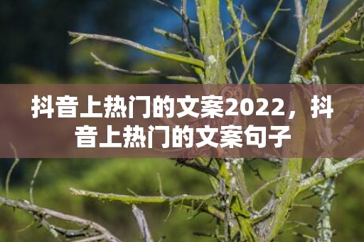 抖音上热门的文案2022，抖音上热门的文案句子