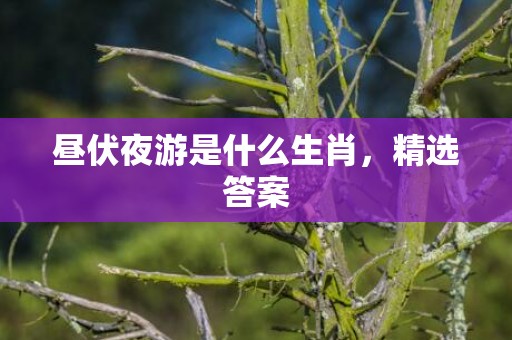 昼伏夜游是什么生肖，精选答案