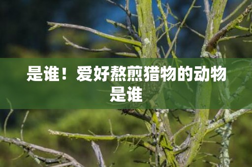 是谁！爱好熬煎猎物的动物是谁