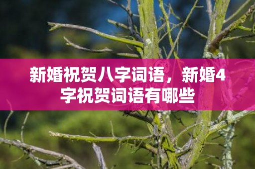 新婚祝贺八字词语，新婚4字祝贺词语有哪些