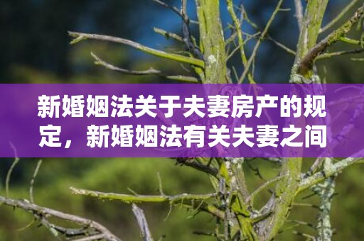 新婚姻法关于夫妻房产的规定，新婚姻法有关夫妻之间借款