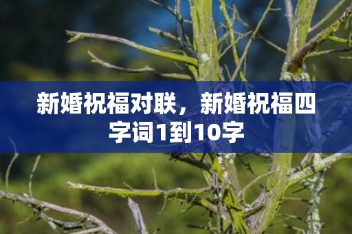 新婚祝福对联，新婚祝福四字词1到10字