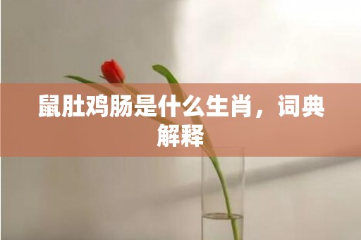 鼠肚鸡肠是什么生肖，词典解释