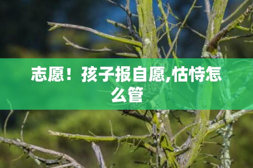 志愿！孩子报自愿,怙恃怎么管