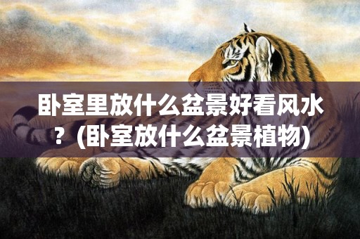 卧室里放什么盆景好看风水？(卧室放什么盆景植物)